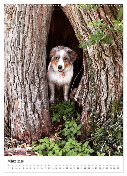 Produktbild: Hermine - Ein Jahr mit einem Mini Australian Shepherd (Wandkalender 2026 DIN A2 hoch), CALVENDO Monatskalender