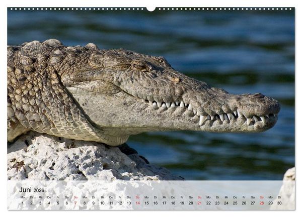 Produktbild: Gro&szlig;e Echsen. Krokodile und Alligatoren (hochwertiger Premium Wandkalender 2026 DIN A2 quer), Kunstdruck in Hochglanz