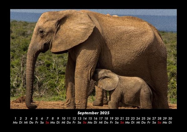 Produktbild: Elefanten 2025 Fotokalender DIN A3
