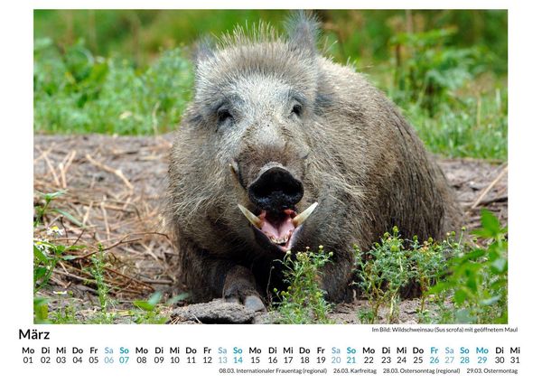 Produktbild: Jagd auf Wildschweine