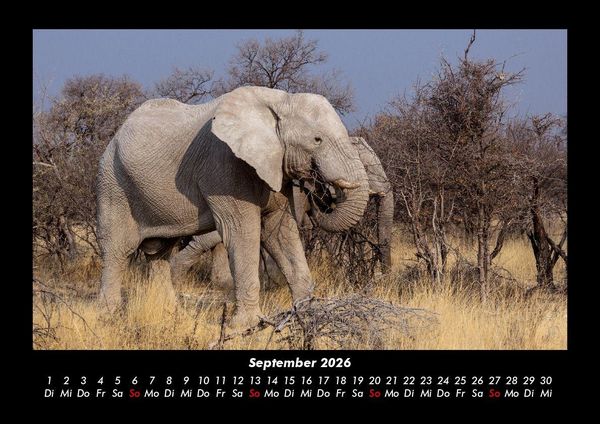 Produktbild: Der Elefantenkalender 2026 Fotokalender DIN A3