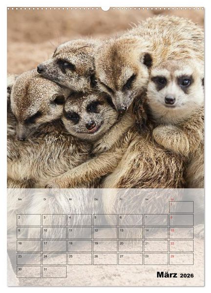 Produktbild: Erdm&auml;nnchen - Afrikas liebenswerte Zwerge (hochwertiger Premium Wandkalender 2026 DIN A2 hoch), Kunstdruck in Hochglanz