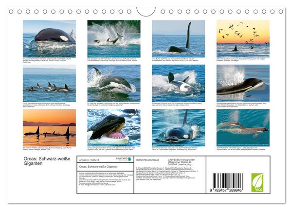 Produktbild: Orcas: Schwarz-wei&szlig;e Giganten (Wandkalender 2026 DIN A4 quer), CALVENDO Monatskalender