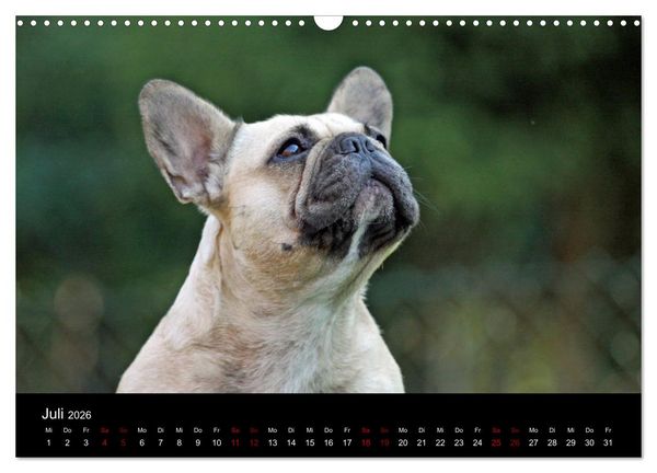 Produktbild: Franz&ouml;sische Bulldoggen - Schutzengel auf 4 Pfoten (Wandkalender 2026 DIN A3 quer), CALVENDO Monatskalender