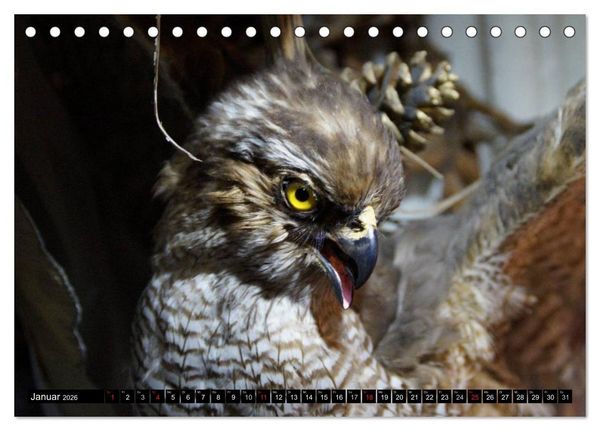 Produktbild: Adler und Greife - K&ouml;nige des Himmels (Tischkalender 2026 DIN A5 quer), CALVENDO Monatskalender