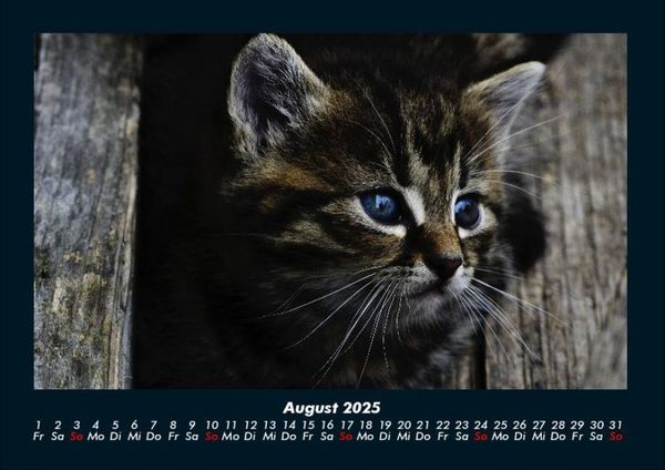 Produktbild: Haustierkalender 2025 Fotokalender DIN A4