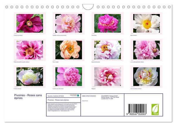 Produktbild: Pivoines - Roses sans &eacute;pines (Calendrier mural 2026 DIN A4 vertical), CALVENDO calendrier mensuel