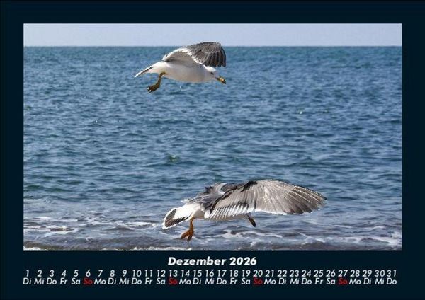 Produktbild: M&ouml;wen 2026 Fotokalender DIN A5