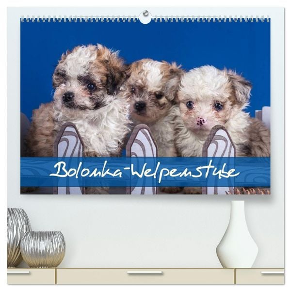 Bolonka Welpenstube (hochwertiger Premium Wandkalender 2026 DIN A2 quer), Kunstdruck in Hochglanz