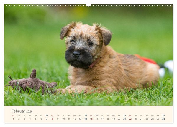 Produktbild: IRISH SOFT COATED WHEATEN TERRIER WELPEN 2026 (Wandkalender 2026 DIN A2 quer), CALVENDO Monatskalender