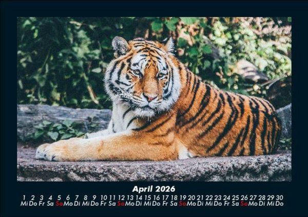 Produktbild: Tiger 2026 Fotokalender DIN A5