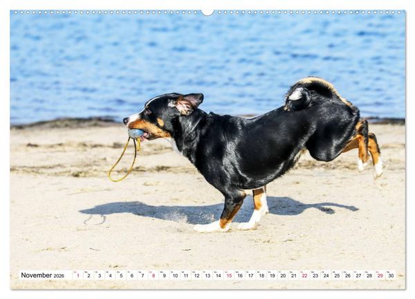 Produktbild: Appenzeller Sennenhunde (Wandkalender 2026 DIN A2 quer), CALVENDO Monatskalender