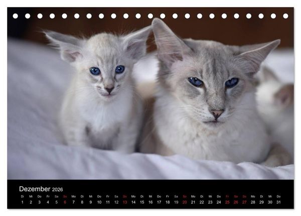 Produktbild: Orientalische Katzen (Tischkalender 2026 DIN A5 quer), CALVENDO Monatskalender