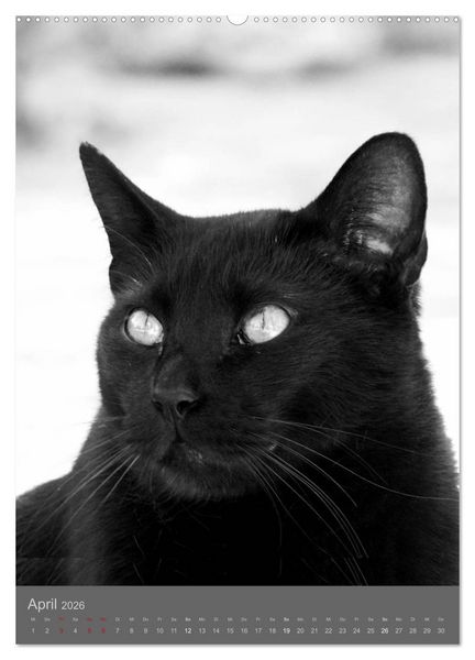 Produktbild: Sonja Heller Katzen in SW-Portraits (Wandkalender 2026 DIN A2 hoch), CALVENDO Monatskalender