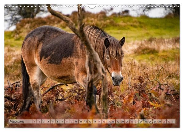 Produktbild: Wildperde - die Magie der Natur (Wandkalender 2026 DIN A3 quer), CALVENDO Monatskalender
