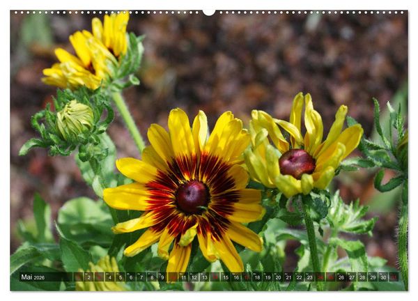 Produktbild: Sonnenhut im Garten (Wandkalender 2026 DIN A2 quer), CALVENDO Monatskalender