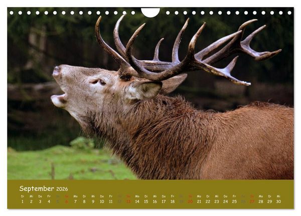 Produktbild: Begegnungen. DER HIRSCH (Wandkalender 2026 DIN A4 quer), CALVENDO Monatskalender