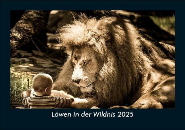 Produktbild: L&ouml;wen in der Wildnis 2025 Fotokalender DIN A5
