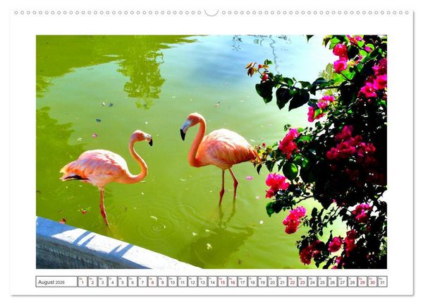 Produktbild: Pretty Flamingos in Cuba (hochwertiger Premium Wandkalender 2026 DIN A2 quer), Kunstdruck in Hochglanz