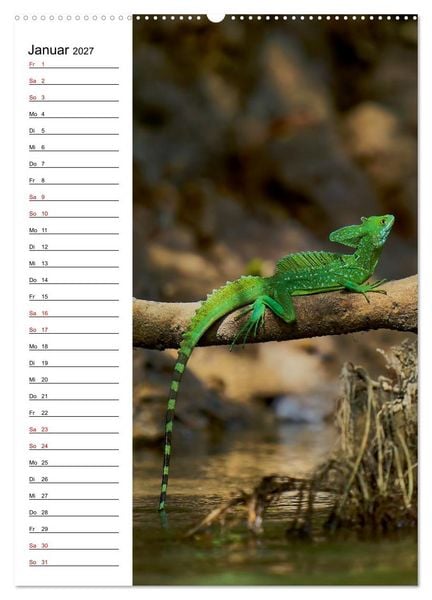 Produktbild: Costa Rica - Magische Tiere des Regenwaldes (Wandkalender 2027 DIN A2 hoch), CALVENDO Monatskalender