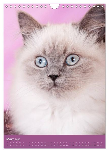 Produktbild: Britisch Langhaar Katzen (Wandkalender 2026 DIN A4 hoch), CALVENDO Monatskalender