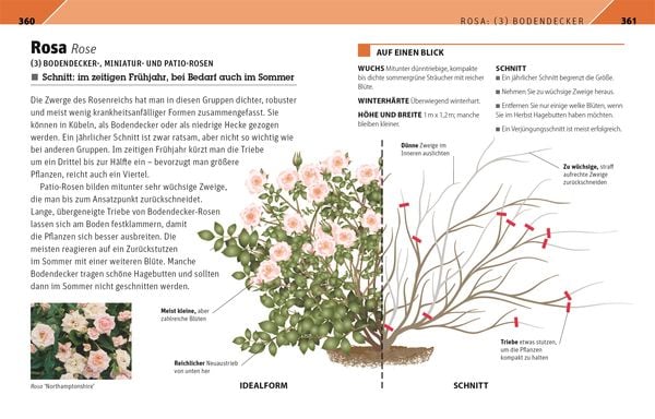 Produktbild: Gartenwissen Pflanzenschnitt