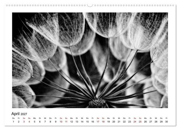 Produktbild: Die grafische Sch&ouml;nheit der Pflanzen &ndash; Schwarz-Wei&szlig; (hochwertiger Premium Wandkalender 2027 DIN A2 quer), Kunstdruck in Hochglanz