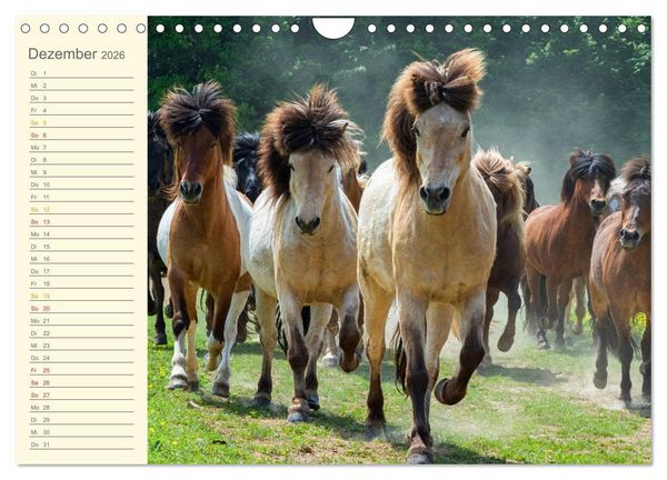 Produktbild: Mit Islandpferden durch das Jahr Geburtstagskalender (Wandkalender 2026 DIN A4 quer), CALVENDO Monatskalender