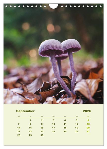 Produktbild: Wundersame Welt der Pilze (Wandkalender 2026 DIN A4 hoch), CALVENDO Monatskalender