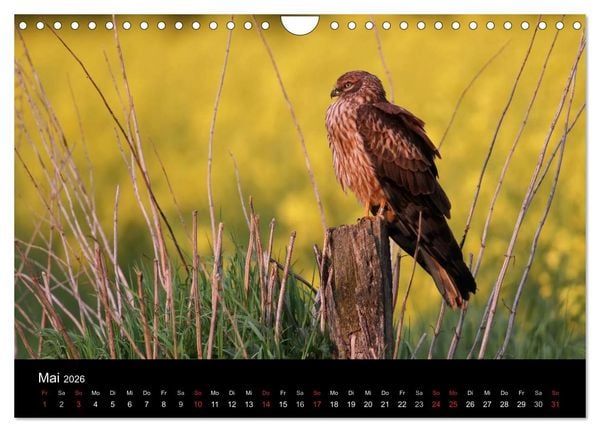 Produktbild: Wiesenweihen in Deutschland (Wandkalender 2026 DIN A4 quer), CALVENDO Monatskalender
