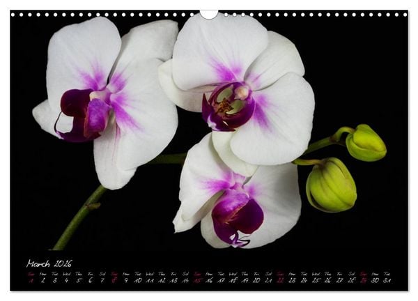 Produktbild: Orchids (Wall Calendar 2026 DIN A3 landscape), CALVENDO 12 Month Wall Calendar