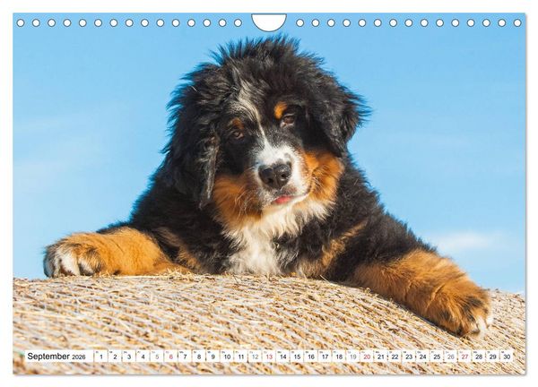 Produktbild: Schweizer Sennenhunde - die Hunde aus den Schweizer Alpen (Wandkalender 2026 DIN A4 quer), CALVENDO Monatskalender