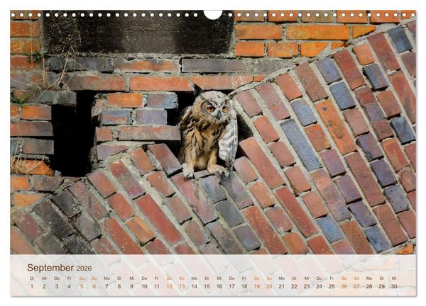 Produktbild: Uhu Highlights (Wandkalender 2026 DIN A3 quer), CALVENDO Monatskalender