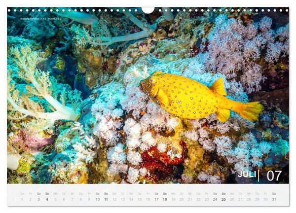 Produktbild: Die sch&ouml;nsten Korallenriffe zum Tauchen in &Auml;gypten (Wandkalender 2027 DIN A3 quer), CALVENDO Monatskalender
