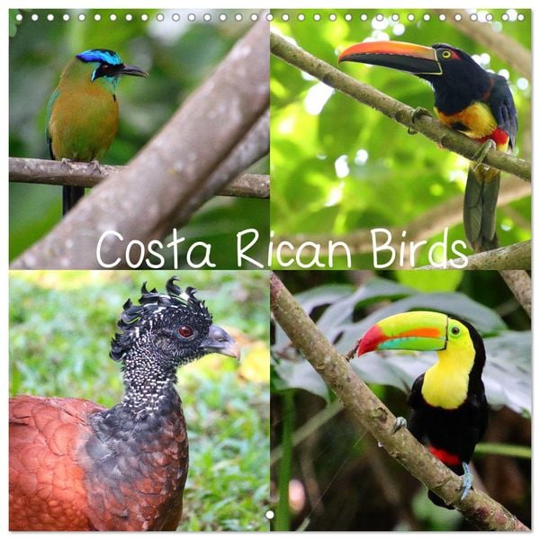 Produktbild: Costa Rican Birds (Wall Calendar 2026 12 &times; 12 Inch) CALVENDO 12 Month Wall Calendar