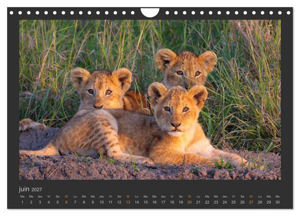 Produktbild: Lions &ndash; Photographies de la faune (Calendrier mural 2027 DIN A4 vertical), CALVENDO calendrier mensuel