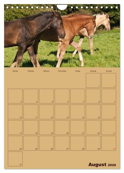Produktbild: Pferde Gute Freunde (Wandkalender 2026 DIN A4 hoch), CALVENDO Monatskalender