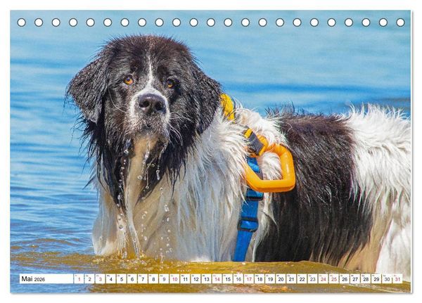 Produktbild: Landseer - Ein starker Freund auf 4 Pfoten (Tischkalender 2026 DIN A5 quer), CALVENDO Monatskalender