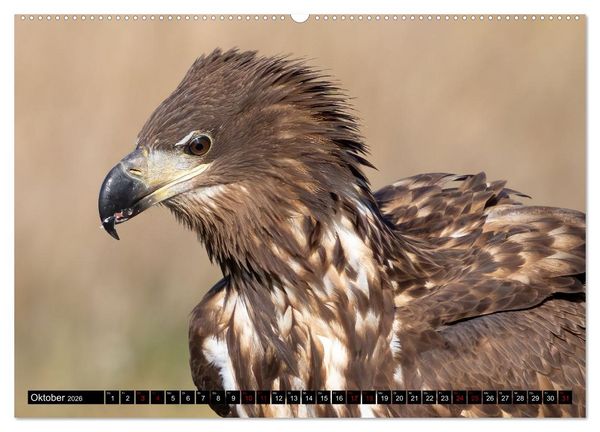 Produktbild: Seeadler in Polen (Wandkalender 2026 DIN A2 quer), CALVENDO Monatskalender