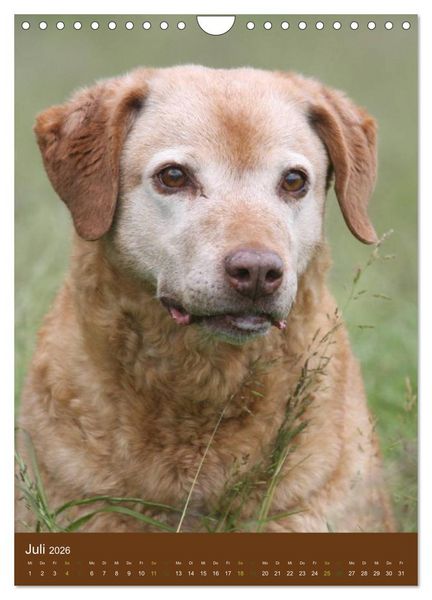 Produktbild: Chesapeake Bay Retriever 2026 (Wandkalender 2026 DIN A4 hoch), CALVENDO Monatskalender