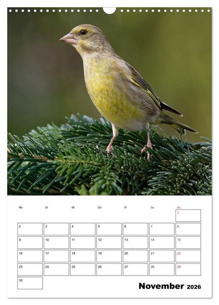 Produktbild: Bezaubernde V&ouml;gel im heimischen Garten (Wandkalender 2026 DIN A3 hoch), CALVENDO Monatskalender