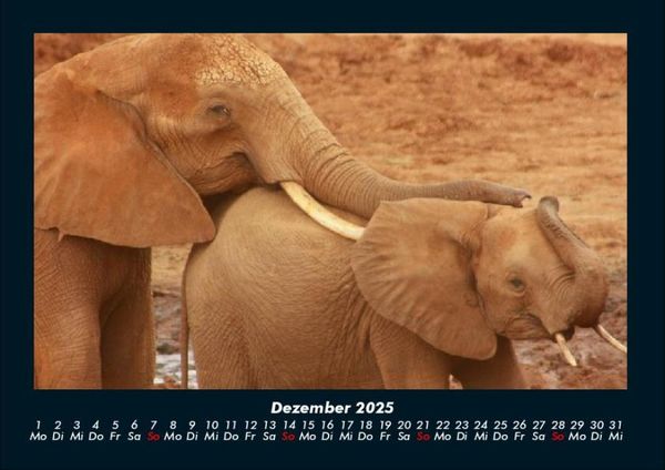 Produktbild: Der Elefantenkalender 2025 Fotokalender DIN A4