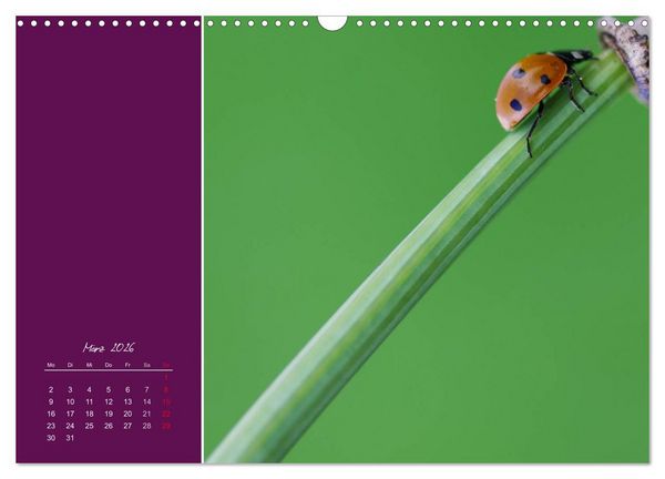 Produktbild: Momente des Gl&uuml;cks (Wandkalender 2026 DIN A3 quer), CALVENDO Monatskalender