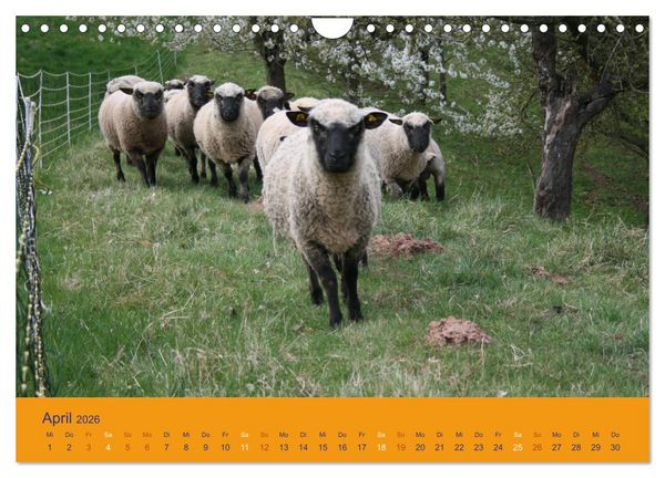 Produktbild: Shropshire Schafe (Wandkalender 2026 DIN A4 quer), CALVENDO Monatskalender