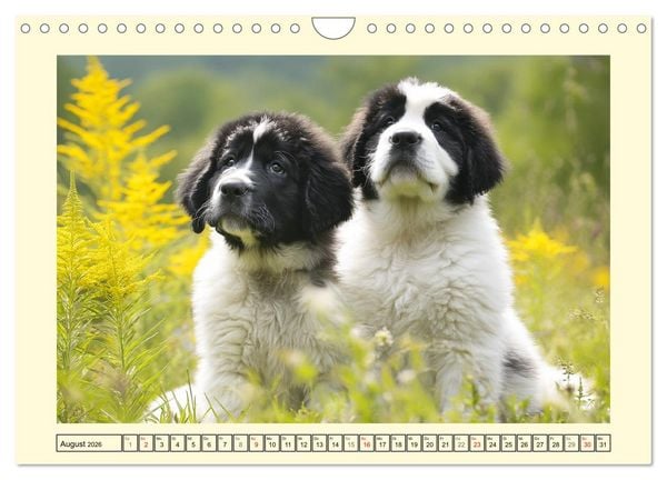 Produktbild: Landseer in der Natur. Majest&auml;tische und sanfte Hundeseelen (Wandkalender 2026 DIN A4 quer), CALVENDO Monatskalender