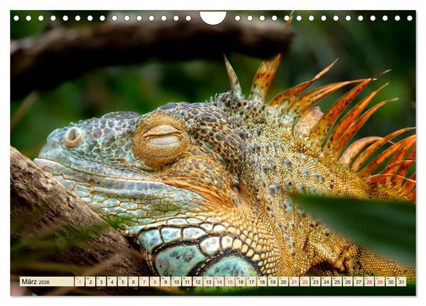 Produktbild: Wundersch&ouml;ner Leguan (Wandkalender 2026 DIN A4 quer), CALVENDO Monatskalender