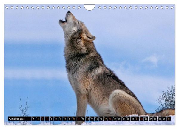 Produktbild: W&ouml;lfe - sie sind wieder da (Wandkalender 2026 DIN A4 quer), CALVENDO Monatskalender