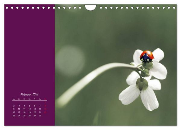 Produktbild: Momente des Gl&uuml;cks (Wandkalender 2026 DIN A4 quer), CALVENDO Monatskalender