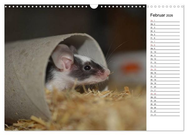 Produktbild: Mausebande (Wandkalender 2026 DIN A3 quer), CALVENDO Monatskalender