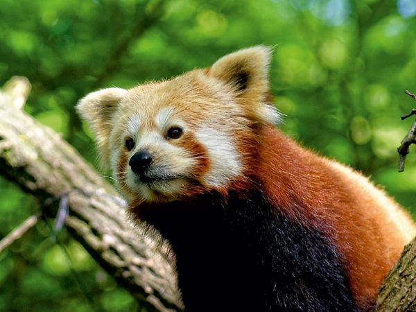 Produktbild: CALVENDO Puzzle Kleiner Panda auf Entdeckungstour 1000 Teile Lege-Gr&ouml;&szlig;e 64 x 48 cm Foto-Puzzle Bild von Peter Hebgen